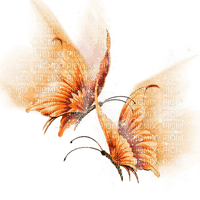 papillons/clody - PNG gratuit