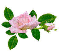 pink roses deco rose pink - PNG gratuit