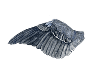 silver wings - PNG gratuit