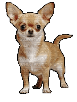 Chihuahua - Animovaný GIF zadarmo