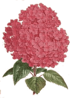 Hortensie, Blume, Pink - nemokama png