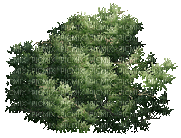 dulcineia8 plantas - 無料のアニメーション GIF