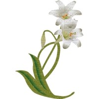 Lily Flowers - PNG gratuit