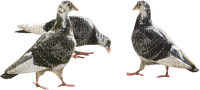 голуби - PNG gratuit