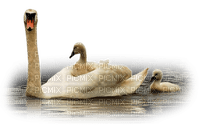 swans bp - png gratuito