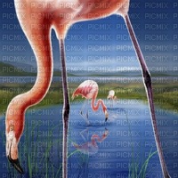 flamingo 🦩🦩 bg flamant rose fond