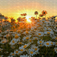 Y.A.M._Summer landscape background flowers - zdarma png