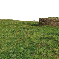 grass - besplatni png