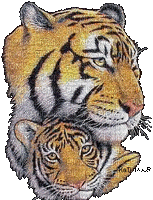 Tiger - Bezmaksas animēts GIF
