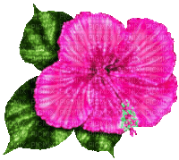 Animated.Flower.Pink - By KittyKatLuv65 - Nemokamas animacinis gif
