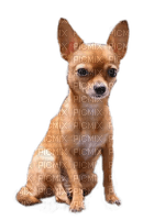 Hund, Chihuahua - фрее пнг