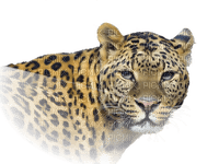 leopard bp - фрее пнг