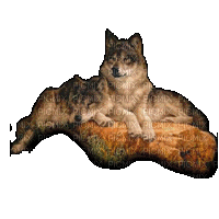 les loups 2 - 免费动画 GIF