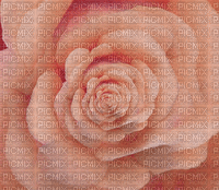 image encre animé effet fleur rose edited by me - GIF animé gratuit