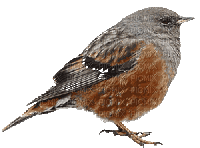 birds anastasia - Gratis animeret GIF