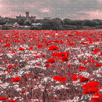 dolceluna poppy poppies field animated background - Bezmaksas animēts GIF