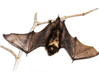 soave deco bat gothic halloween brown - δωρεάν png