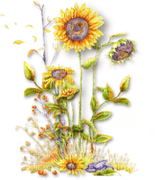 Sunflower - nemokama png