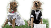 DOG wedding chien mariage