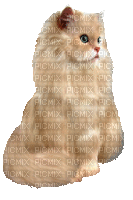 cat (created with gimp) - Δωρεάν κινούμενο GIF