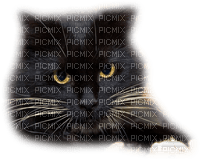 dulcineia8 gatos - PNG gratuit