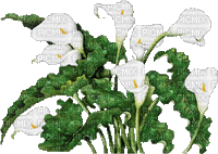 fleurs blanches web charmille - GIF animasi gratis