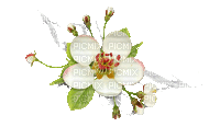 Cherry Blossom - GIF animado grátis