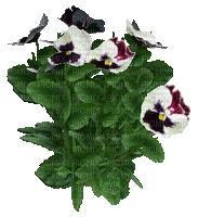 Plants.fleurs.Flowers.Victoriabea - GIF animé gratuit