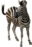 zebra bp - безплатен png