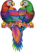 aze perroquet multicouleur multicolore multi-color