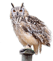 Kaz_Creations Owls Owl Birds Bird - PNG gratuit