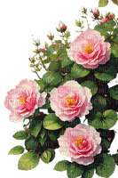 loly33 fleur rose - zadarmo png