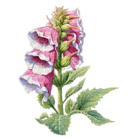 pink foxgloves Bb2 - Free PNG