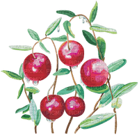 cranberry Bb2 - png gratis