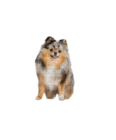 Pomeranian - безплатен png