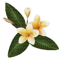 hoa fe5 - Nemokamas animacinis gif