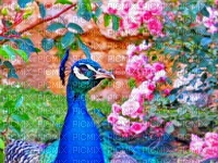 Kaz_Creations Deco Peacock Backgrounds Background - png ฟรี