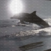 Dolphin - PNG gratuit