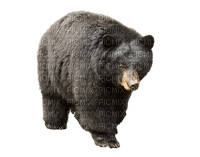 bär bear milla1959 - PNG gratuit