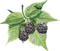 blackberries Bb2 - zdarma png