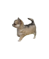 Chihuahua - δωρεάν png