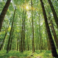 tree forest - gratis png
