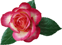 rose  Bb2 - nemokama png