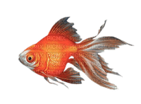 poisson rouge - png gratuito