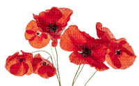 poppies Bb2 - png gratuito