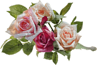 Trandafiri - PNG gratuit