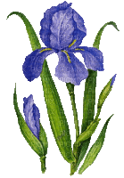 Iris. Flowers - GIF animé gratuit