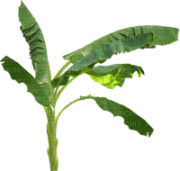 Tropical.Plants.Plante.Victoriabea - PNG gratuit