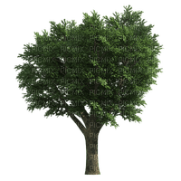 tree - ilmainen png