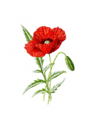 poppy flowers bp - darmowe png